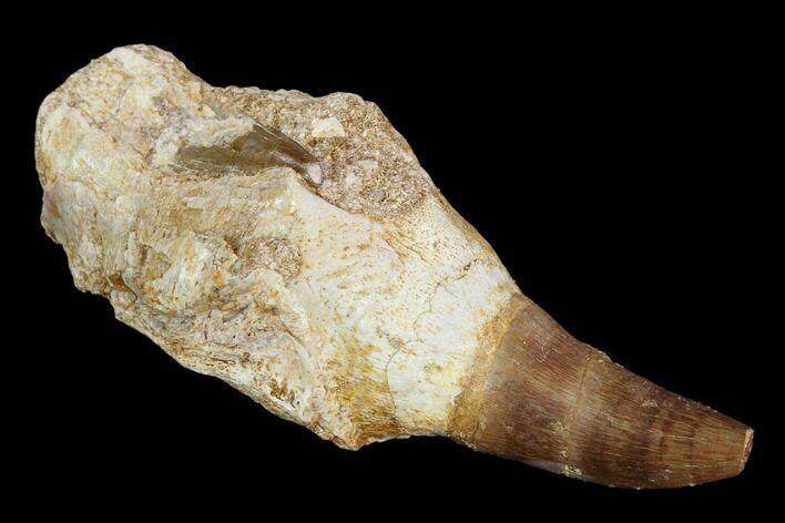 Fossil Rooted Mosasaur Tooth With Unerupted Tooth #117016